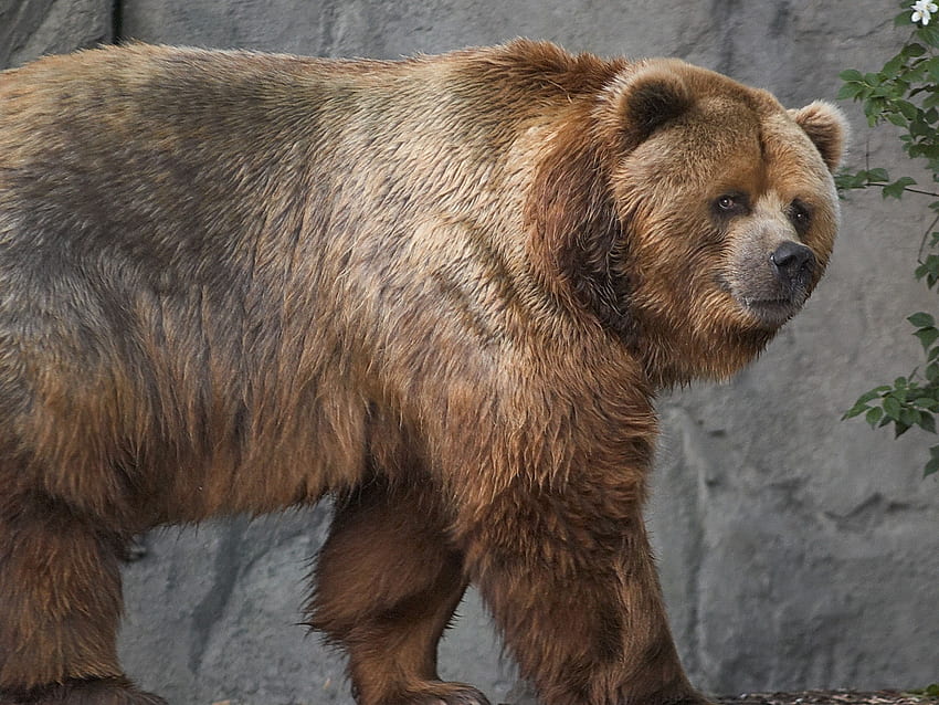 สัตว์ สีน้ำตาล หมี เดินเล่น หนา อ้วน Kodiak วอลล์เปเปอร์ HD