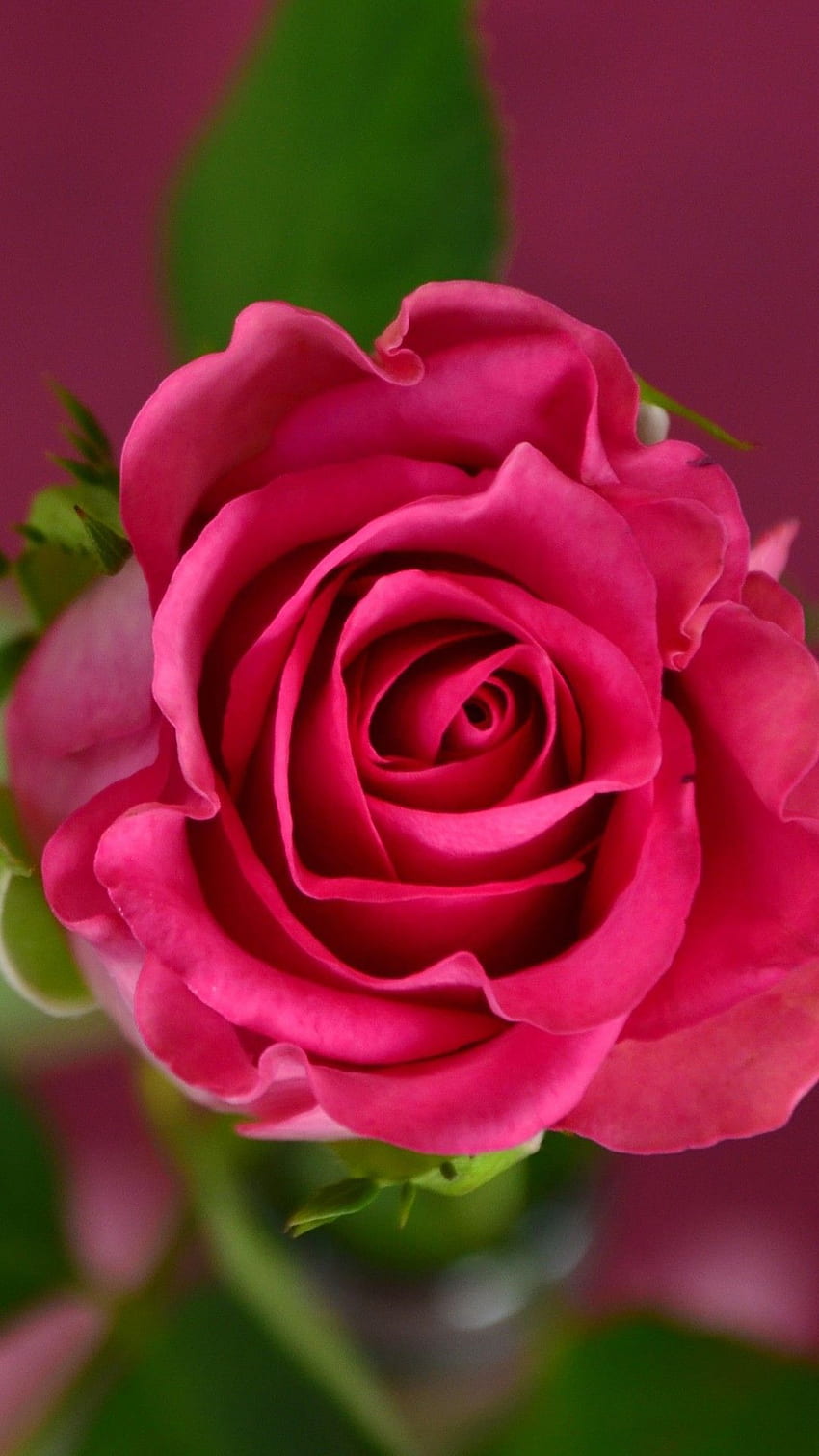 Blumenhintergrund Hupages iPhone. Rosa Frühlingsblumen, schöne Rosen, Naturblumen HD-Handy-Hintergrundbild