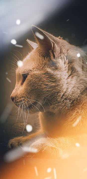 Fighting cats HD wallpapers | Pxfuel
