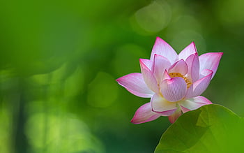 Lotus flower: Lotus flower là cách nói tên gọi hoa sen trong tiếng Anh. This flower has always been associate with elegance and purity. The sight of lotus flower, with its serene beauty and calmness, is said to have a relaxing effect on beholders. Take a look at the image attached and let the flower soothe your senses.