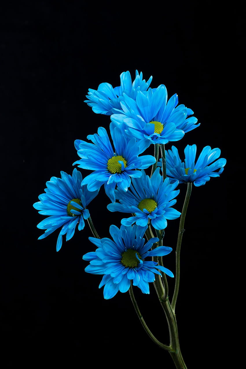The Queen's Flowers on Superb Flowers. Blue flower , Flower art, Flower art, Blue Daisy HD phone wallpaper