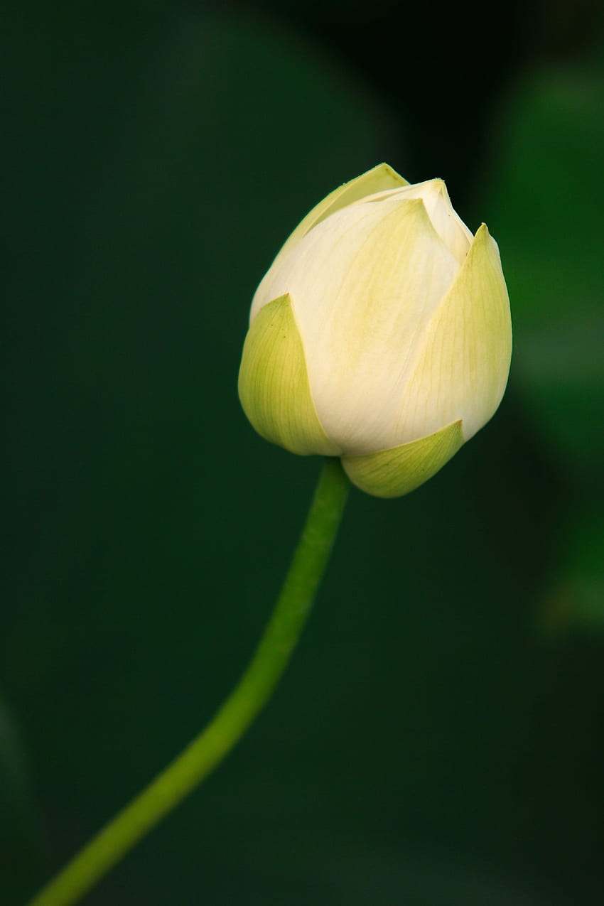 Enfoque selectivo de flor de loto blanco fondo de pantalla del teléfono