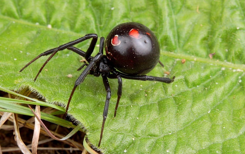 BLACK WIDOW SPIDER 2, black, red, leaf, spider, deadly, black widow, arachnid HD wallpaper