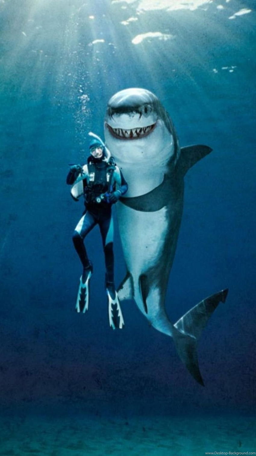 Großer Weißer Hai für HD-Handy-Hintergrundbild