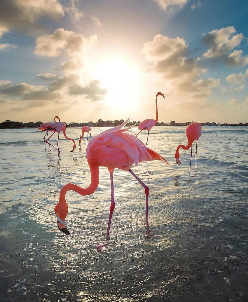 Travel Insurance Options for Traveling Abroad in 2020. Flamingo, Flamingo Beach HD phone wallpaper