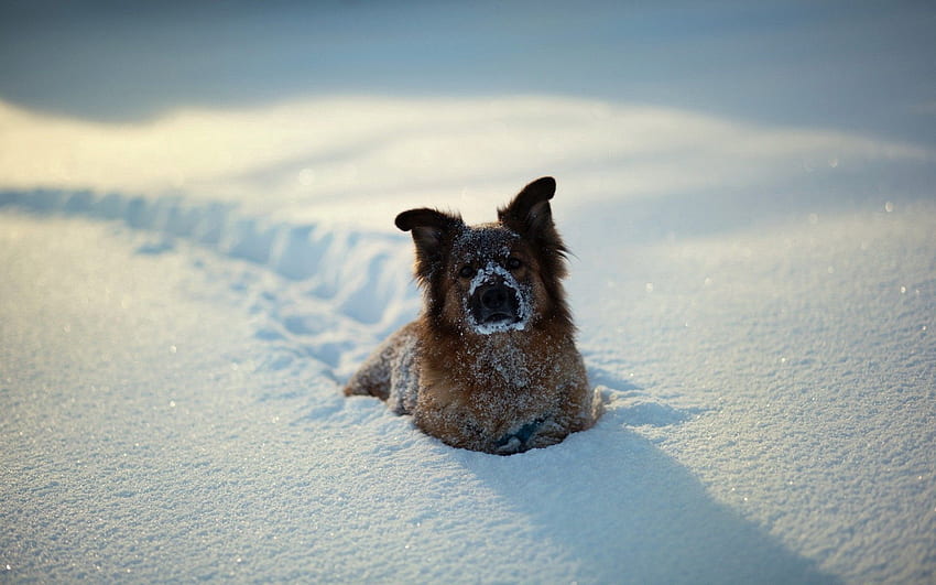 동물, 겨울, 눈, 개, 놀기 좋아하는 HD 월페이퍼