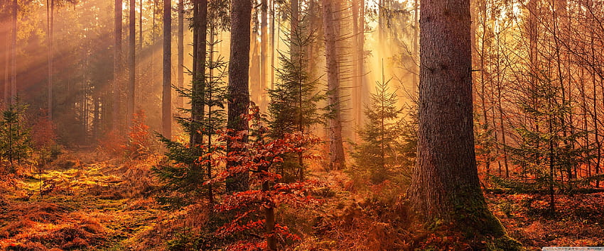 秋の森、3840X1600 高画質の壁紙