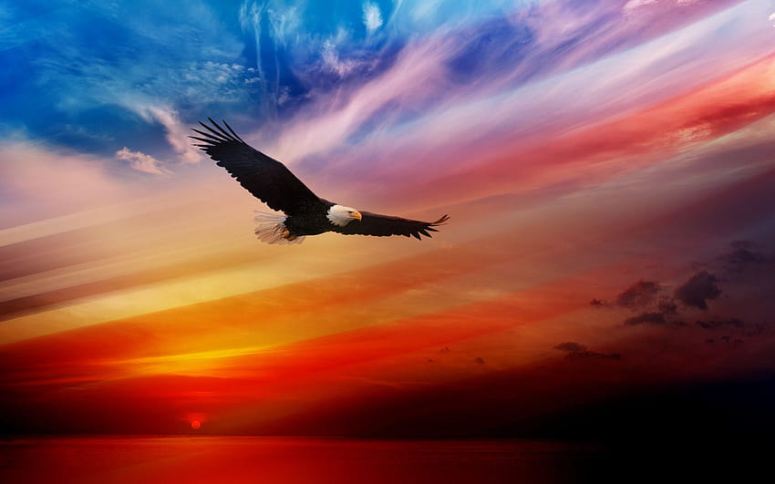American Eagle, Native Eagle HD wallpaper