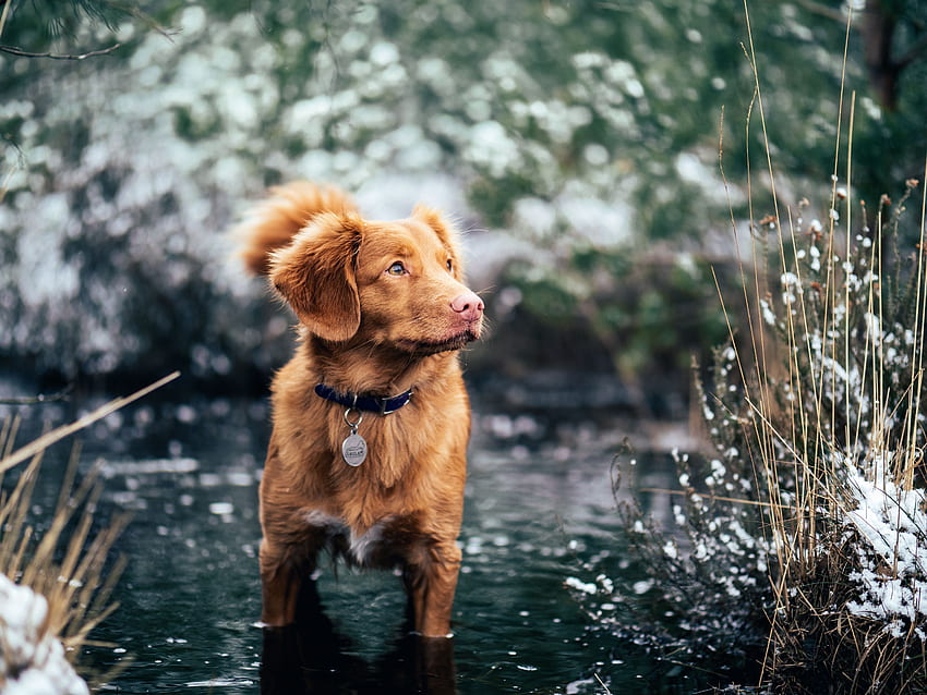 개, 동물, 물, 산책, 칼라 HD 월페이퍼