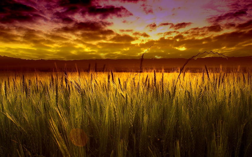Golden Wheat Field . nature and landscape HD wallpaper