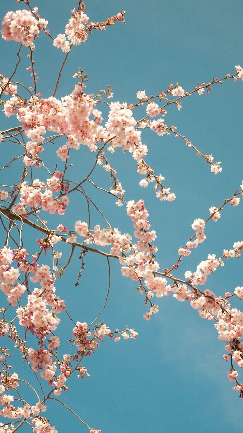 Wiosenny iPhone. To, co najlepsze . Kwiat wiśni, wiosna iPhone'a, fajny, pastelowy kwiat wiśni Tapeta na telefon HD