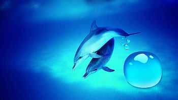 Live dolphin HD wallpapers | Pxfuel