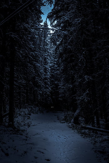 Cool dark forest HD wallpapers | Pxfuel