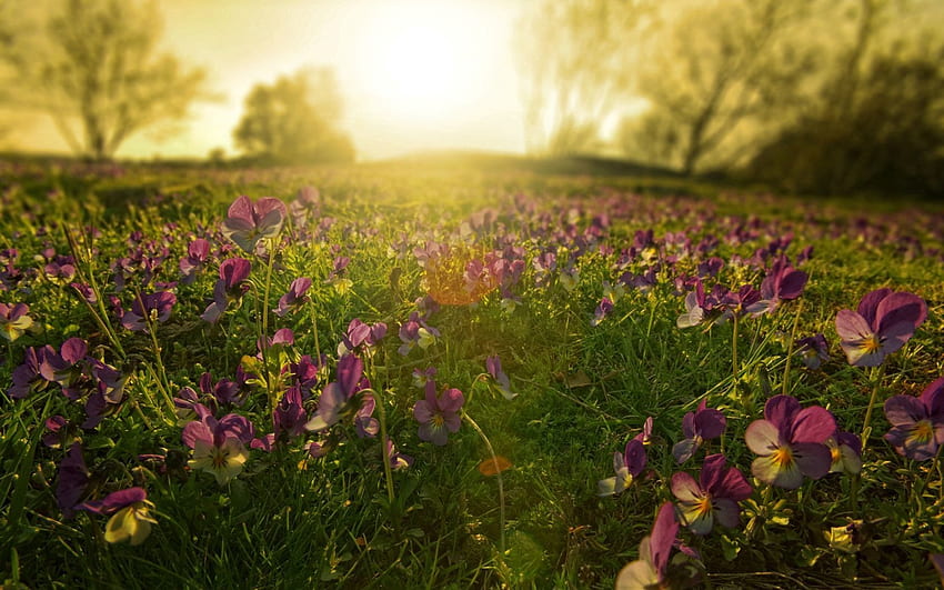 Nature, Flowers, Sun, Lilac, Rays, Beams, Morning, Purple, Meadow HD wallpaper