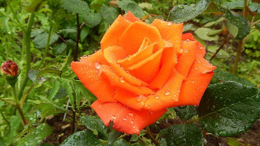 Garden Beauty, rose, plants, petals, orange, blossom HD wallpaper