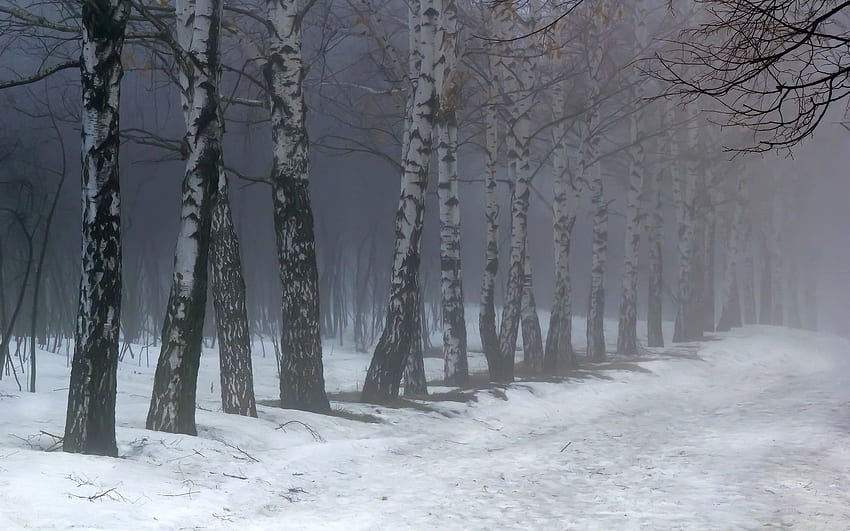 Naturaleza, Nieve, Abedules, Niebla fondo de pantalla