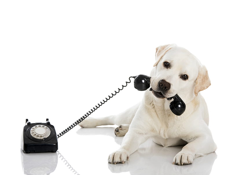 Vous avez un appel!, chien, animal, blanc, noir, mignon, téléphone, labrador, drôle, caine Fond d'écran HD