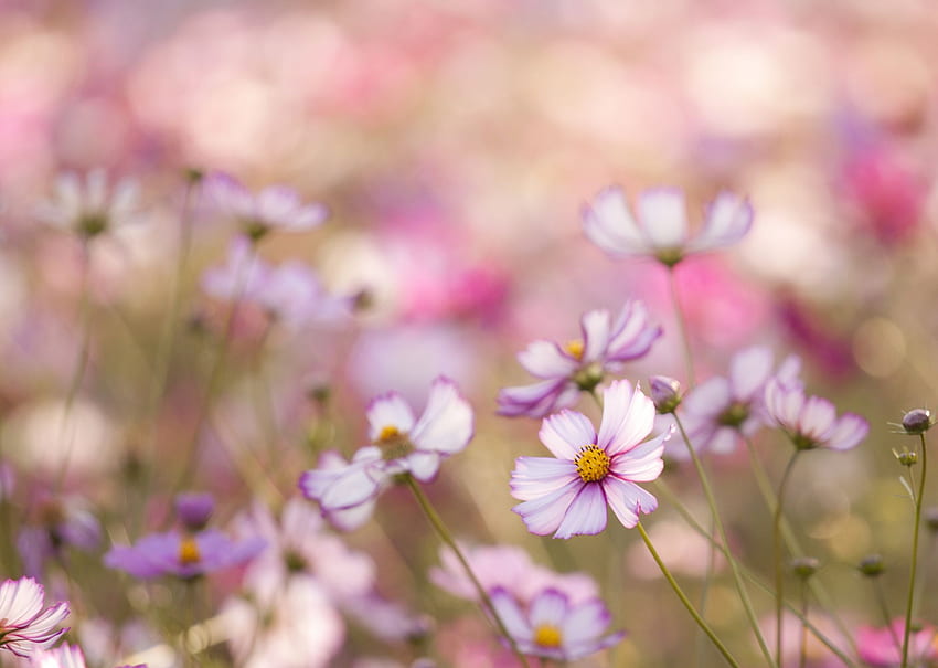 Beautiful Cosmos flowers in the flower bed in the garden HD wallpaper