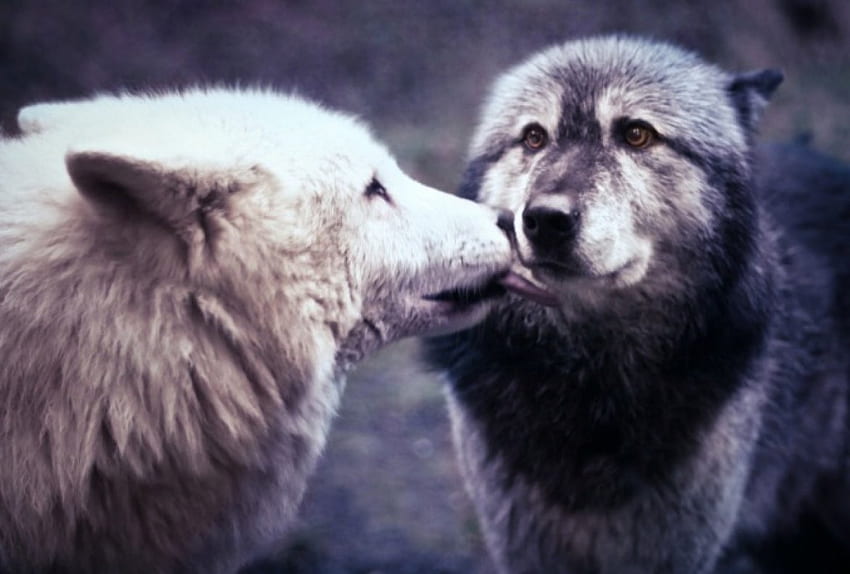 オオカミの愛、白、木材、言って、黒、オオカミ、オオカミ、カニスルプス、遠吠え、オオカミの芸術、知恵 高画質の壁紙