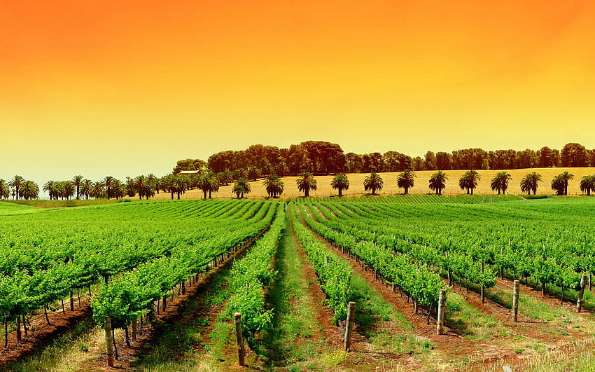 Vineyard - -, Italy Vineyard HD wallpaper