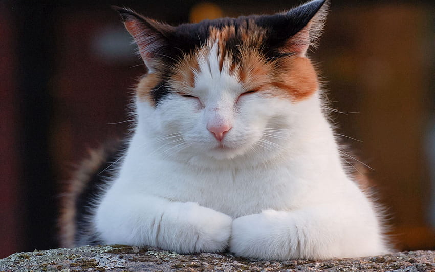 สัตว์ แมว ด่าง ขาด ๆ หาย ๆ พักผ่อน พักผ่อน อ้วน หนา นอน ฝัน งีบหลับ เคลิ้ม วอลล์เปเปอร์ HD
