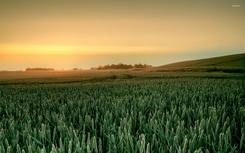Green barley field - Nature, Crop Field HD wallpaper