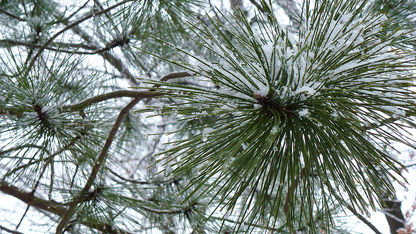 Snowy Pine Needles HD wallpaper