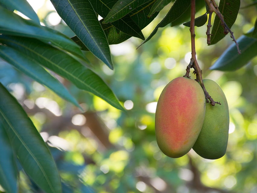 Cura dell'albero di mango - Come si coltiva un albero di mango Sfondo HD