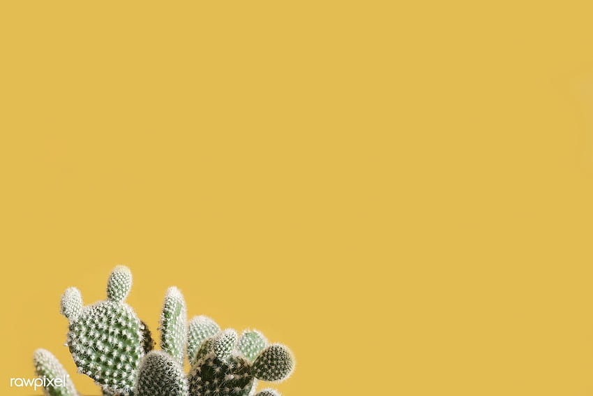 Cactus on a yellow background. / Scott HD wallpaper
