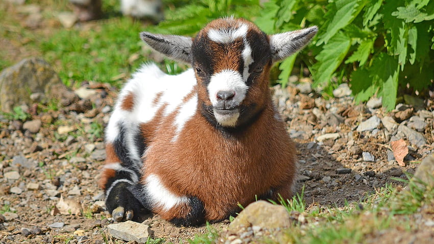 Baby Goat, Domestic Animal, Sitting, Animal, , , Background, V6ggn7 HD wallpaper