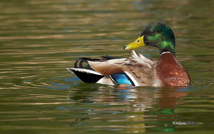 Mallard Duck , 47 of Mallard Duck. Mallard HD wallpaper