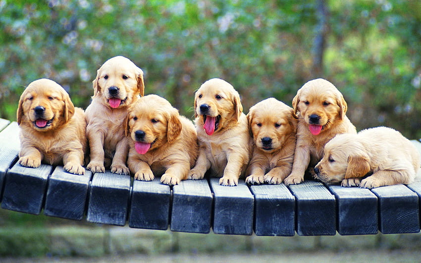 Dog Puppies Line . High, Cute Golden Retriever HD wallpaper