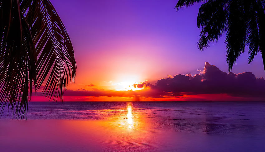 Таитянски залез, красив, океан, палми, море, Таити, екзотика, лилаво, лято, отражение, небе, залез HD тапет
