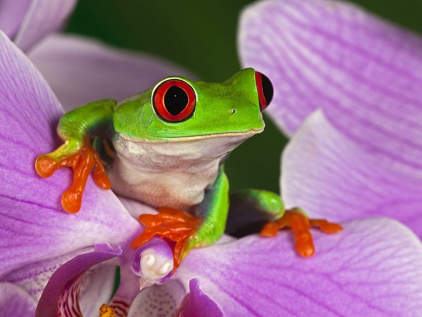 Süßer Frosch in Blütenblättern, süß, Frosch, Tiere, Blütenblätter HD-Hintergrundbild