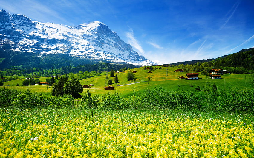 Primavera Paisaje Naturaleza Suiza Prado Con Flores Amarillas Y Hierba Verde Pueblos Montañosos Montañas Nevadas Para Pc Tablet Y Móvil fondo de pantalla
