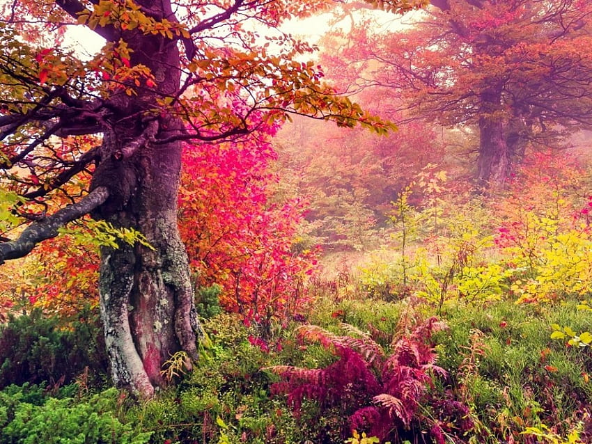 Foresta d'autunno, foglie, caduta, alberi, autunno, natura, foresta Sfondo HD