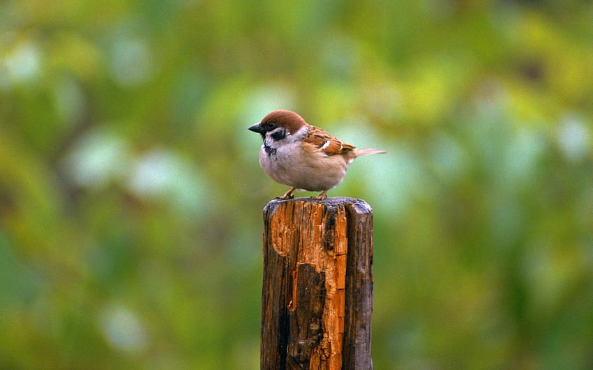 Animals, Sparrow, Greens, Little Bird, Birdie HD wallpaper