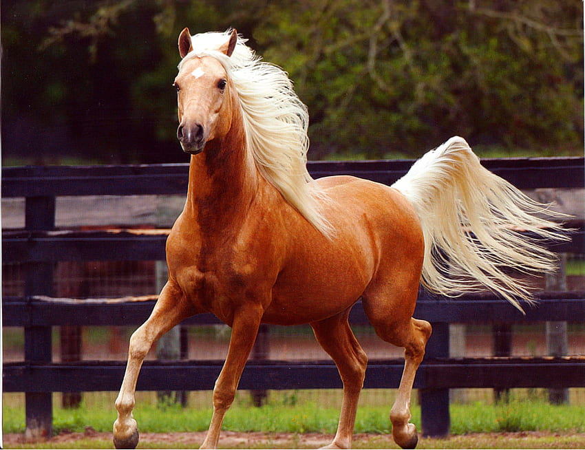 Golden Arabian Stallion, Stallions, Arabians, Palomino Horses, Horses HD wallpaper