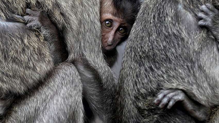 małpy niemowlę, naczelny, zwierzęta, National Geographic Tapeta HD