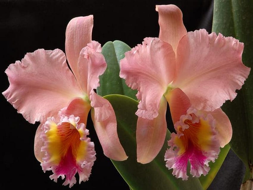 orquídea, morado, rosa, tropical fondo de pantalla