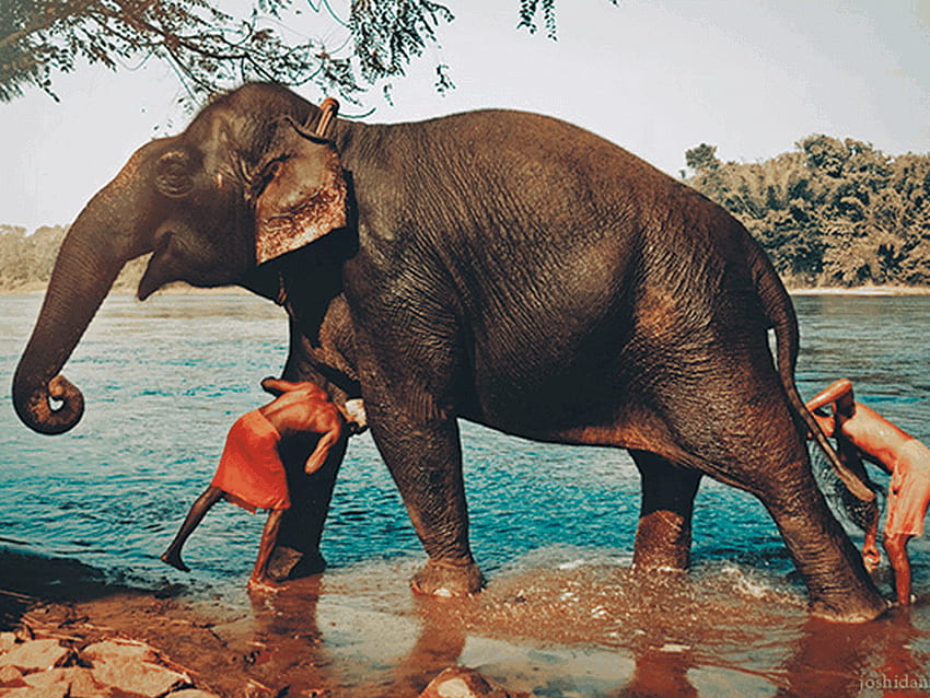 Best Kerala Elephant Experiences – Iris Holidays - The Wise Gender HD wallpaper
