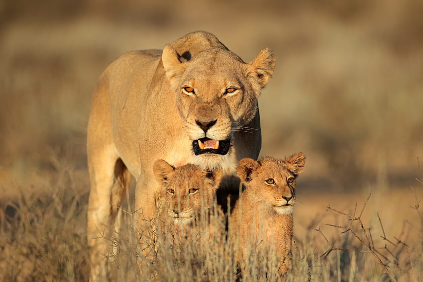 animaux, prédateurs, lion, famille, afrique, femelle, lionceaux Fond d'écran HD