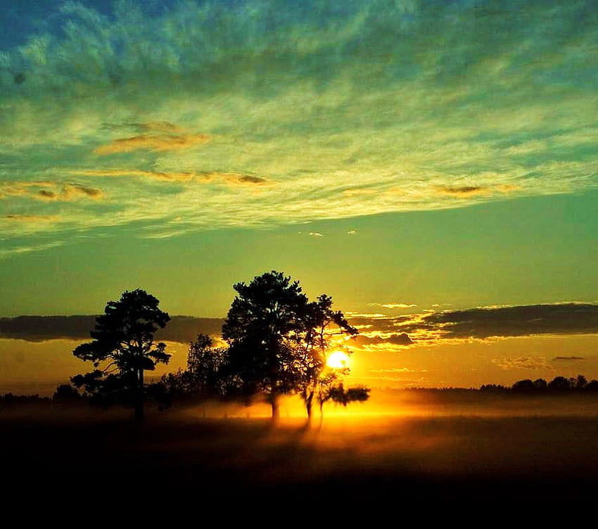 Fiery mist, mist, golden, clouds, trees, sky, sunset HD wallpaper