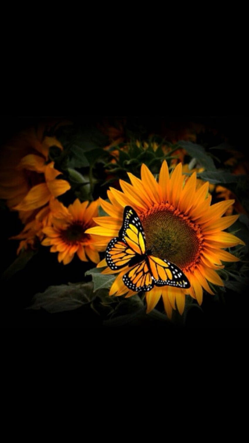 Sunflowers and Butterflies, Red and Yellow Sunflower HD phone wallpaper