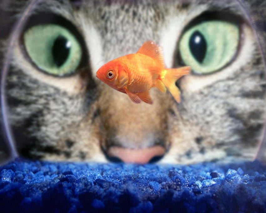 Fishful Thinking, closeup, animals, fishtank, cat, fish, bowl, orange, water HD wallpaper