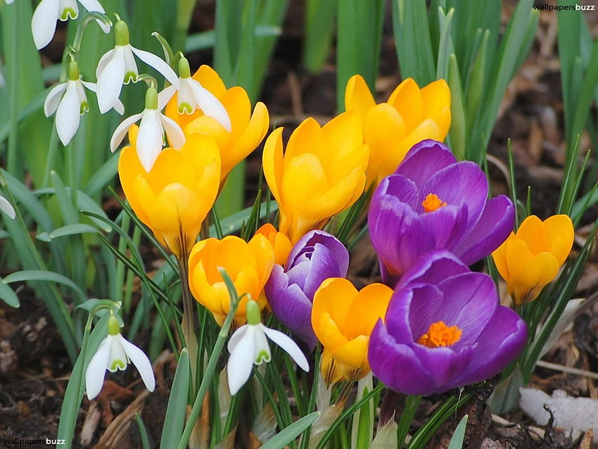 Primavera, bucaneve, bianco, erba, arancio, viola, rosa, croco, viola, fiore, verde, giallo, natura Sfondo HD