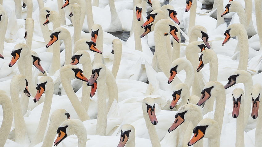 Swans, white, bird, orang, nature, swan, lebada, pasari HD wallpaper
