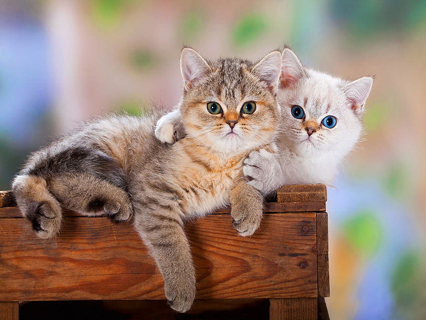 Focused look, kitten, focus, two, sweet, kitty, cute, cat, adorable, look, friends HD wallpaper