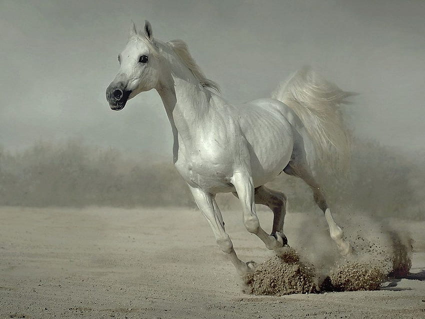 Running white horse HD wallpapers | Pxfuel