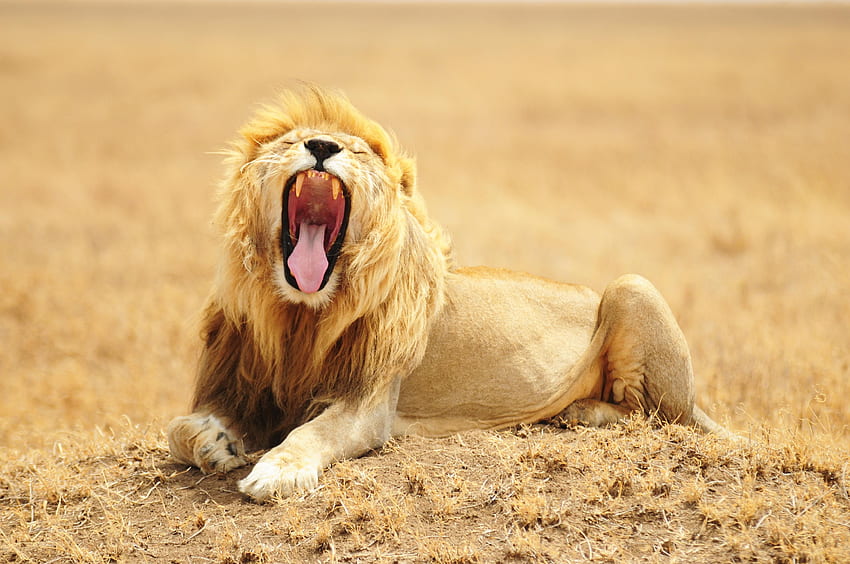 Animals, Grin, Lion, Predator, Big Cat, Wildlife, King Of Beasts, King Of The Beasts HD wallpaper